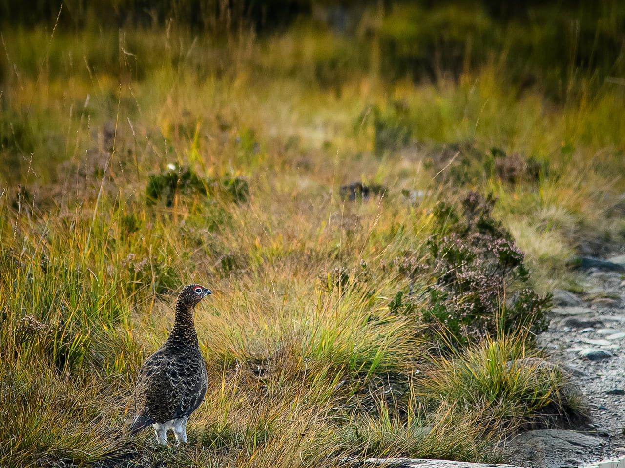 Nature in Scotland