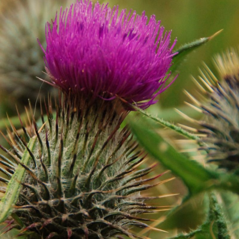 Cirsium Vulgare - the spear Thistle