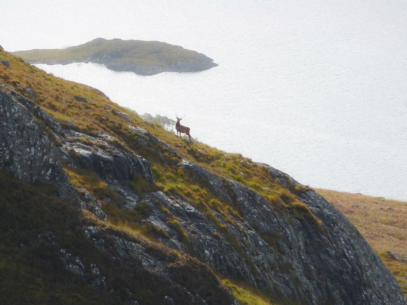 Deer at loch side - a guardian of the wilderness