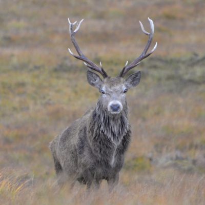 Red deer stalking in Scotland on Letterewe Estate