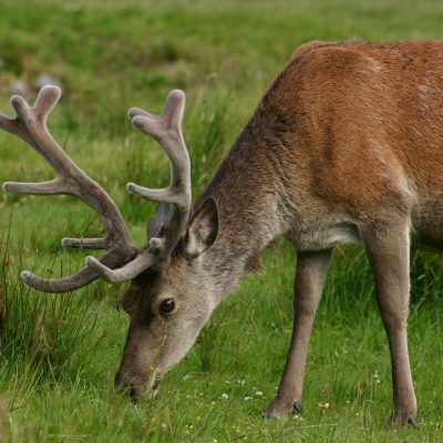 Deer in the great wilderness of Scotland