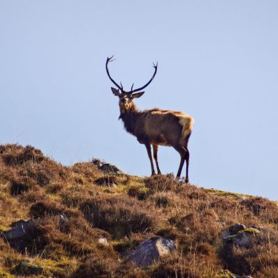 Scottish deer stalking estates
